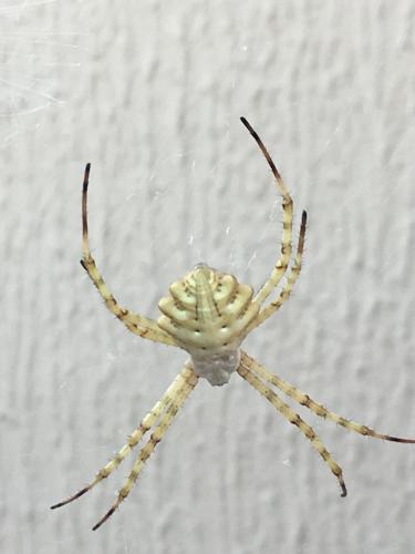 Réf. 214 405 : Argiope lobata